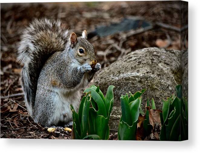 Photography Canvas Print featuring the photograph Squirrel And His Dinner by Jeffrey PERKINS