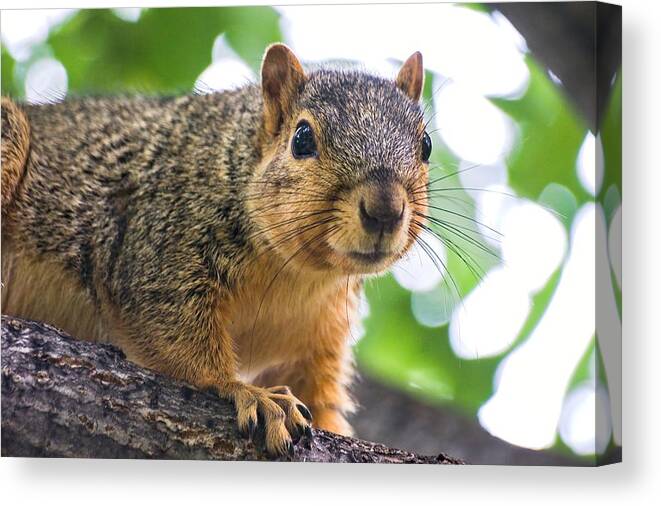 Fox Squirrel Canvas Print featuring the photograph Squirrel Close Up by Don Northup