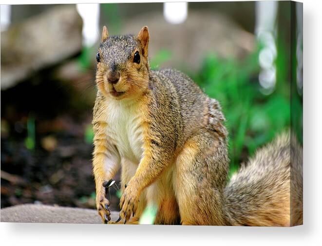 Fox Squirrel Canvas Print featuring the photograph Squirrel Time by Don Northup