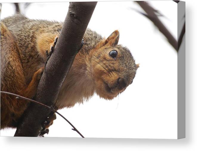 Fox Squirrel Canvas Print featuring the photograph Squirrel Underbelly by Don Northup