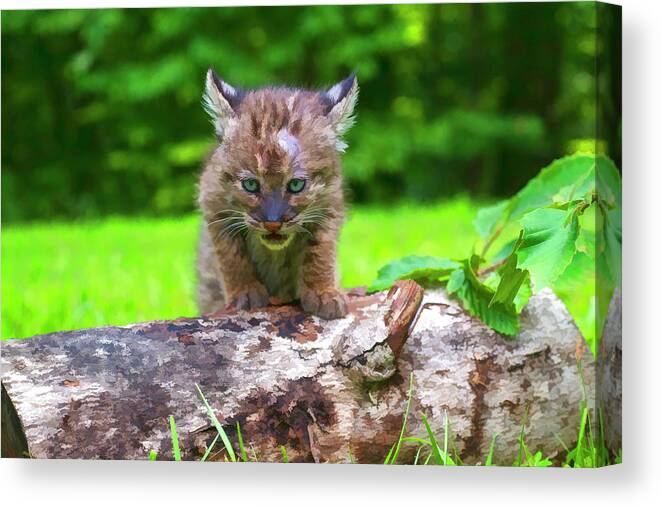 Bobcat Canvas Print featuring the photograph Stalking mode paintography by Dan Friend