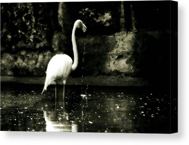 Flamingos Canvas Print featuring the photograph Stand in Faith by The Art Of Marilyn Ridoutt-Greene