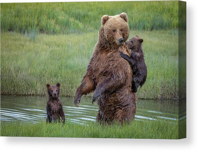 Bear Canvas Print featuring the photograph Standing Proud by Renee Doyle