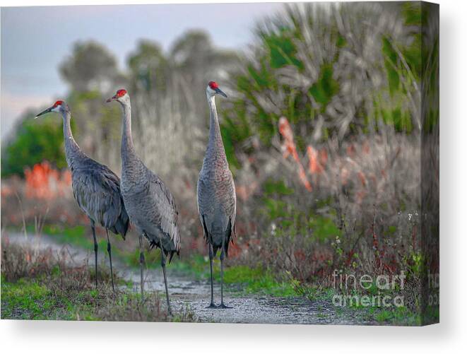 Crane Canvas Print featuring the photograph Standing Sandhills by Tom Claud
