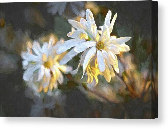 Flower Canvas Print featuring the digital art Star Magnolia by Barry Wills