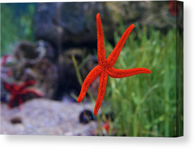 Underwater Canvas Print featuring the photograph Starfish by Albano Photography