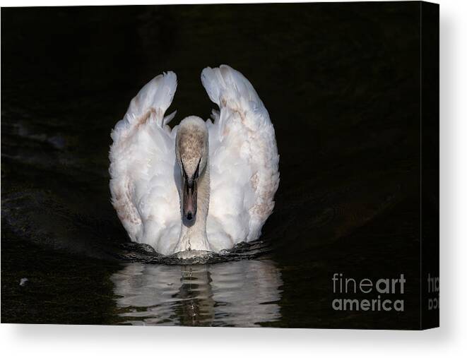 Photography Canvas Print featuring the photograph Staring Swan by Alma Danison