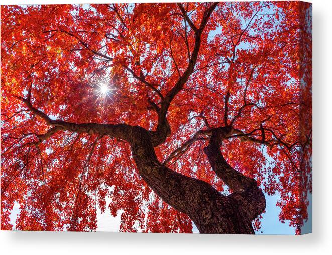 Tree Canvas Print featuring the photograph Staring Up At Fall by John Randazzo