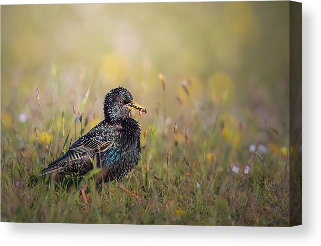 Starling Canvas Print featuring the photograph Starling With A Mouthful by Magnus Renmyr