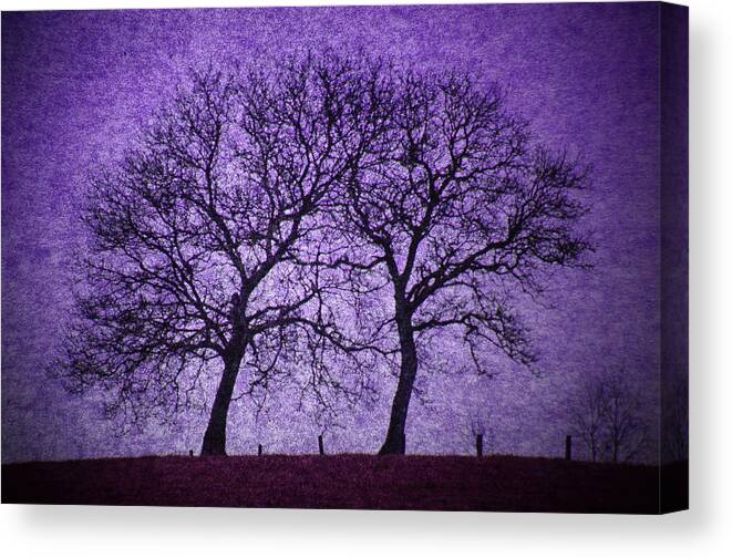 Tree Canvas Print featuring the photograph Stick Together by Bror Johansson