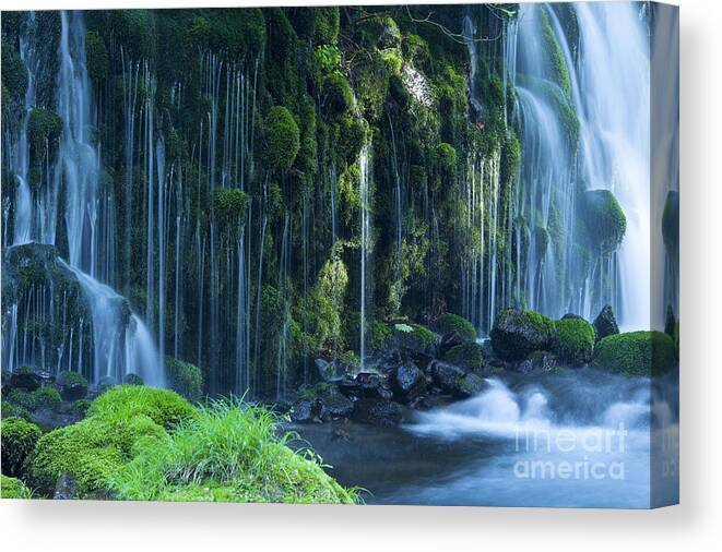 Forest Canvas Print featuring the photograph Stream In Green Forest by Mp p