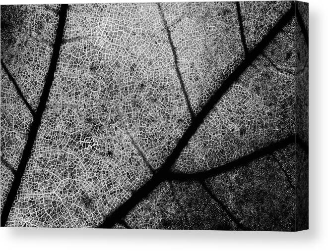 Leaf Canvas Print featuring the photograph Streets by Matteo Chiarello
