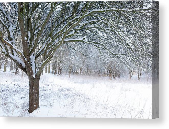 Norfolk Canvas Print featuring the photograph Stunning forest snow winter scene by Simon Bratt