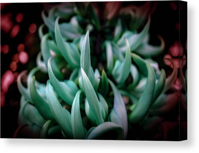 Succulent Canvas Print featuring the photograph Succulent III by Lily Malor