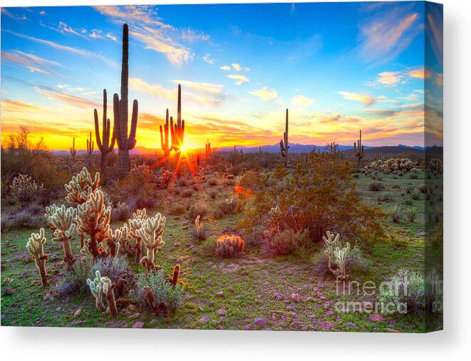 Sky Canvas Print featuring the photograph Sun Is Setting Between Saguaros by Anton Foltin