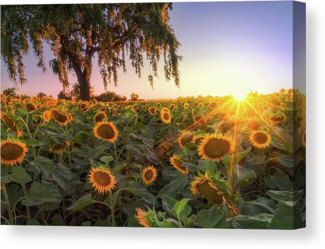 Landscape Canvas Print featuring the photograph Sunflowers and a Burst by Laura Macky