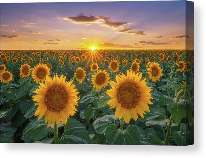 Sunflowers Canvas Print featuring the photograph Sunflowers at Sunset by Darren White