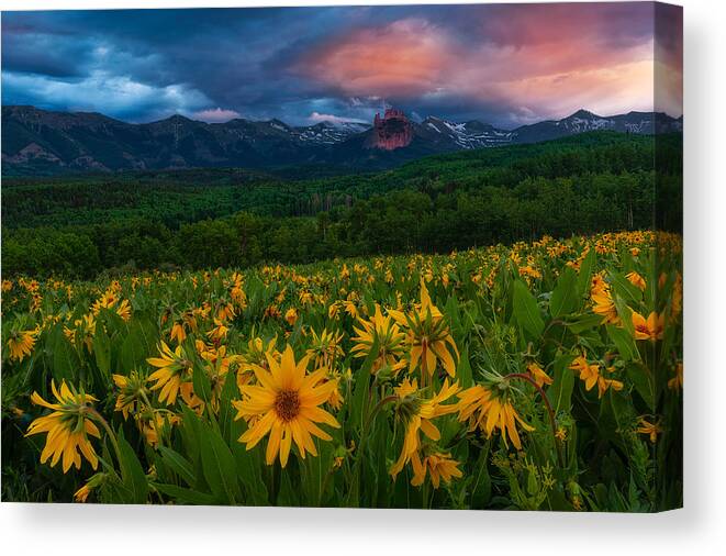 Wildflowers Canvas Print featuring the photograph Sunflowers Under Castle Rock by Mei Xu
