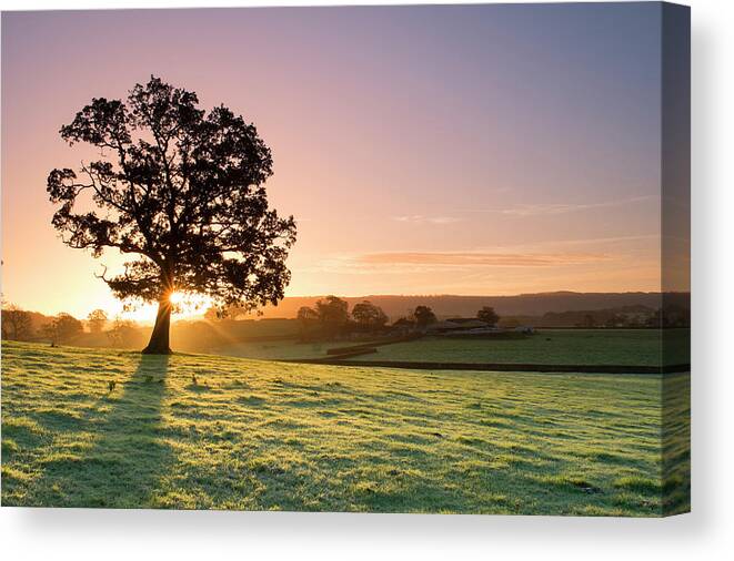 Scenics Canvas Print featuring the photograph Sunlight Bursting Through Oak Tree At by Travelpix Ltd