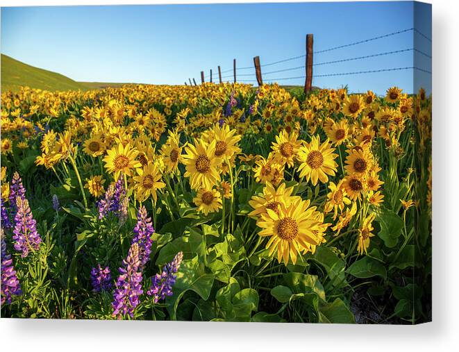 Sunny Balsamroot Canvas Print featuring the photograph Sunny balsamroot by Lynn Hopwood