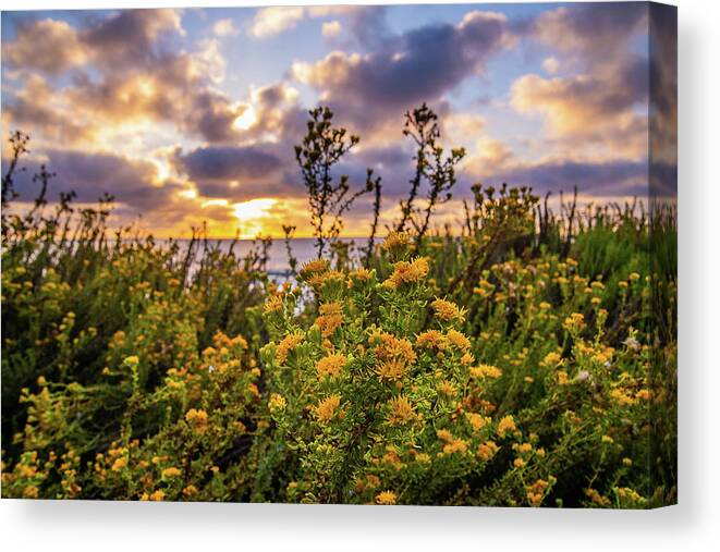 Flowers Canvas Print featuring the photograph Sunset Flowers by Local Snaps Photography