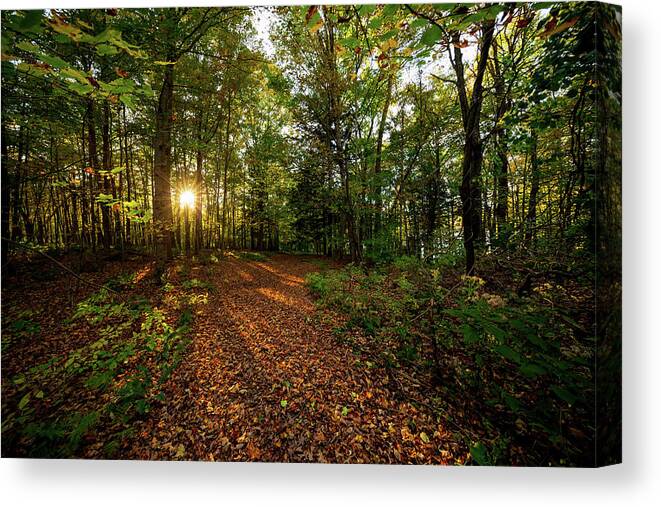 Sunset Canvas Print featuring the photograph Sunset in the forrest #1381 by Michael Fryd