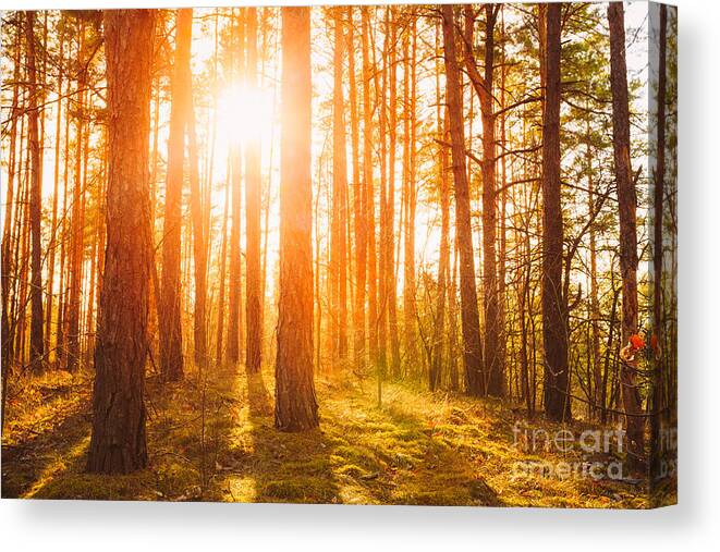 Through Canvas Print featuring the photograph Sunset Sunrise In Atumn Coniferous by Grisha Bruev