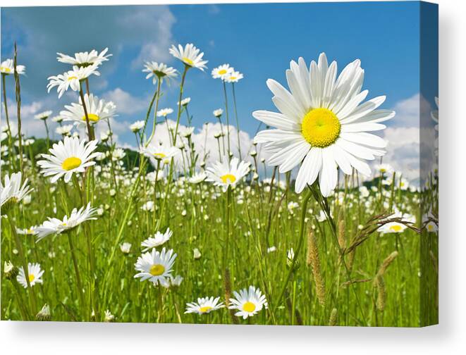 Grass Canvas Print featuring the photograph Sunshine Daisies Vibrant Wild Meadow by Fotovoyager