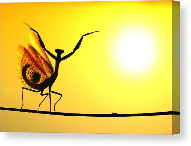 #praying #mantis #macro #defensive #pose #silhouette Canvas Print featuring the photograph Sunward by Hasan Baglar
