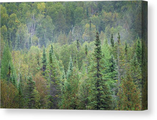 Minnesota Canvas Print featuring the photograph Superior National Forest II by Alan Majchrowicz
