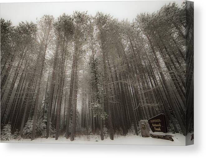 Superior National Forest Canvas Print featuring the photograph Superior National Forest by Joe Kopp