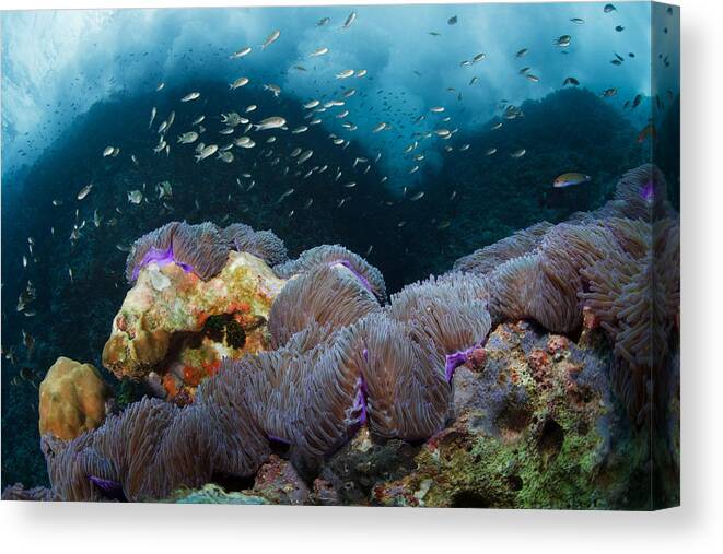 Thailand Canvas Print featuring the photograph Surf by Andrey Narchuk