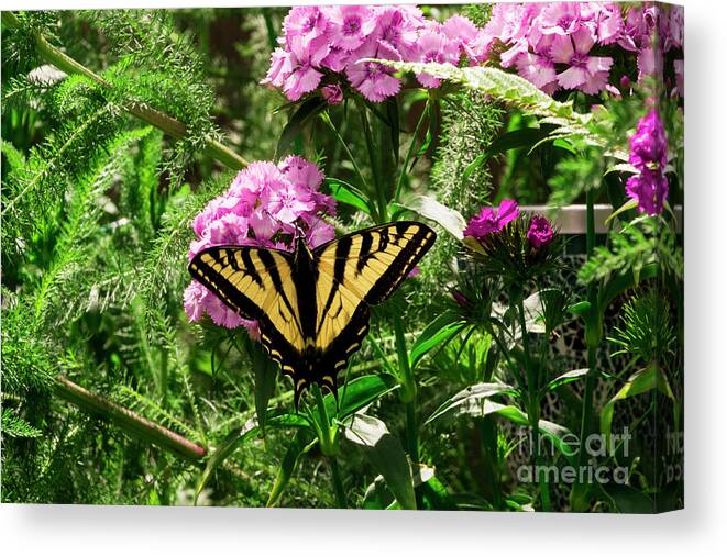 Butterfly Canvas Print featuring the photograph Swallowtail 2 by Louise Magno