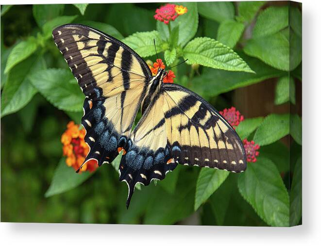 Butterfly Canvas Print featuring the photograph Swallowtail #3 by Minnie Gallman