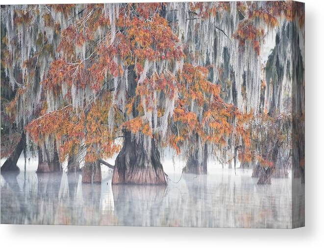 Marsh Canvas Print featuring the photograph Swamp Cypress by Roberto Marchegiani