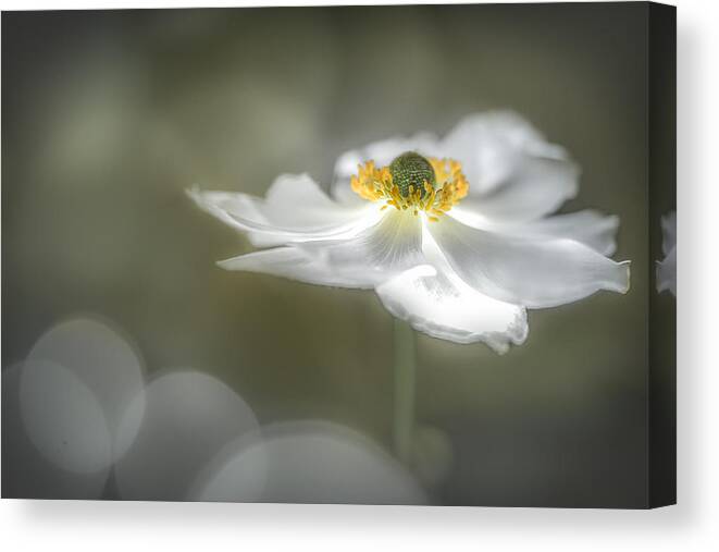 Macro Canvas Print featuring the photograph Sweet Angel by Luc Toegaert