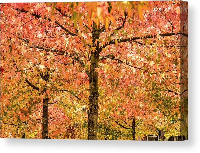 Alligatorwood Canvas Print featuring the photograph Sweet Gum Trees on a Sunny Day by Frans Blok