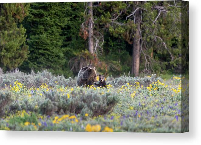 Grizzly Canvas Print featuring the photograph Sweetness by Ronnie And Frances Howard