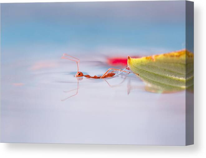 Macro Canvas Print featuring the photograph Swimming by Agus Wahudi