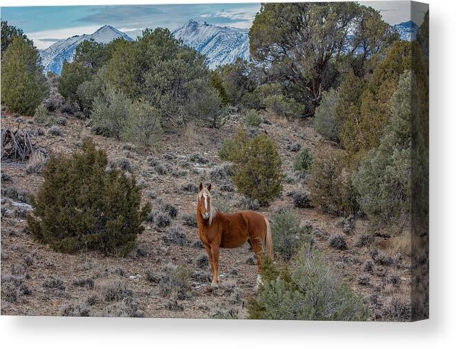  Canvas Print featuring the photograph Chase #1 by John T Humphrey