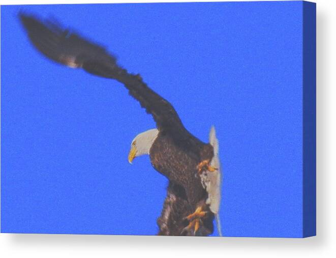 Eagle Canvas Print featuring the photograph Take off in Progress by Amanda Smith
