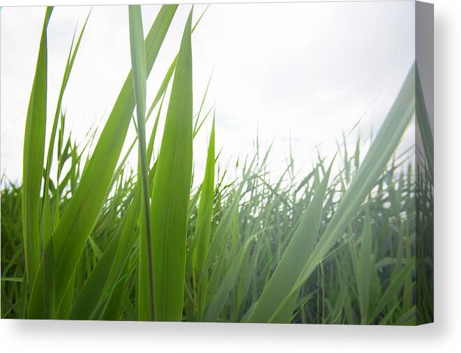 Outdoors Canvas Print featuring the photograph Tall Lake Grass by Ryan Mcvay