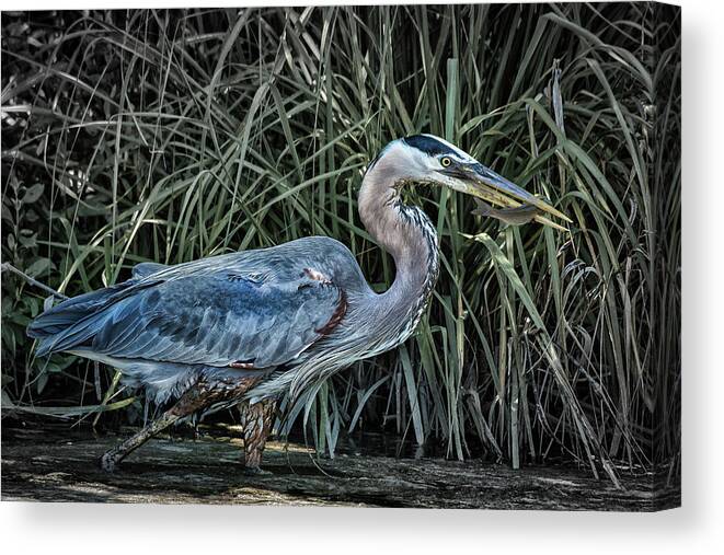 Birds Canvas Print featuring the photograph Tasty Treat by Ray Silva