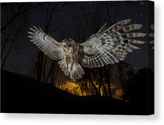 Strix Canvas Print featuring the photograph Tawny Owl And The False Fire by Fabrizio Moglia