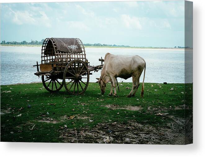 Working Animal Canvas Print featuring the photograph Taxi In Myanmar by Vlad Bezden