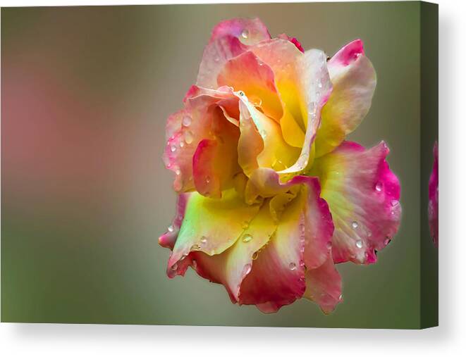 Nature
Rose
Flower
Bloom
Colorful
Beauty Canvas Print featuring the photograph Tea Rose In A Light Rainw by Jlloydphoto