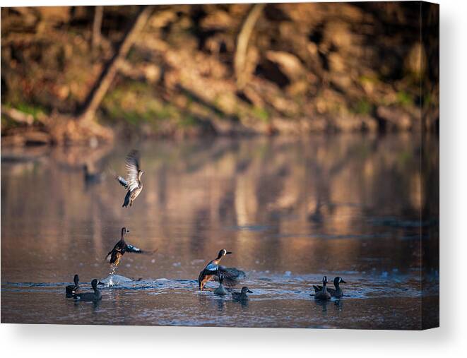 Blue-winged Teal Canvas Print featuring the photograph Teal Rising by Jeff Phillippi
