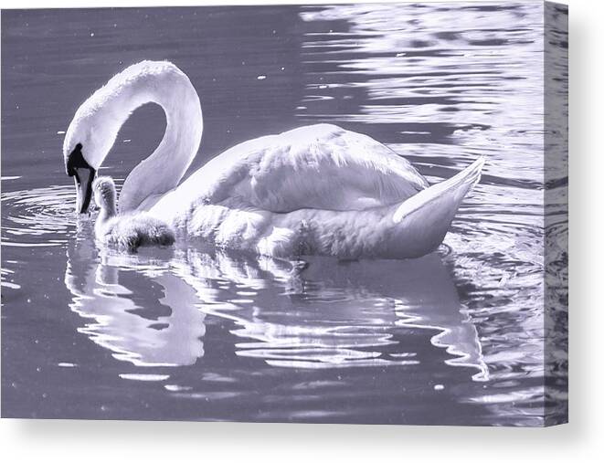 Swan And Cygnet Canvas Print featuring the photograph Tender and Mild by Mary Ann Artz