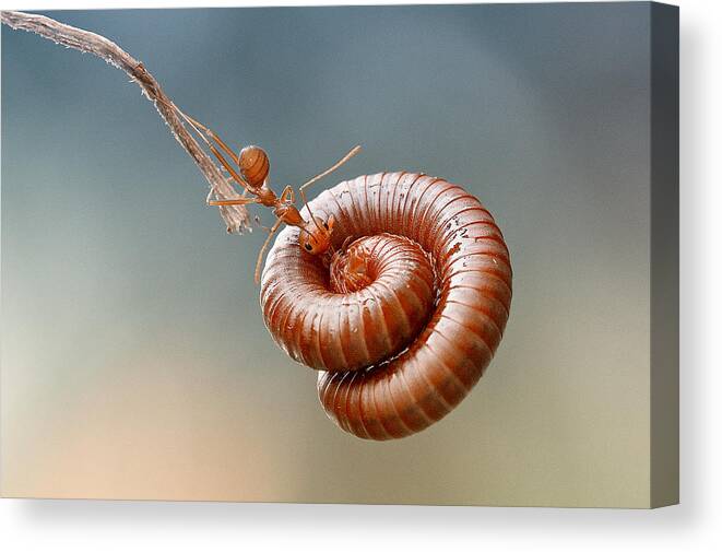 Indonesia Canvas Print featuring the photograph The Amazing Ant by Heri Wijaya
