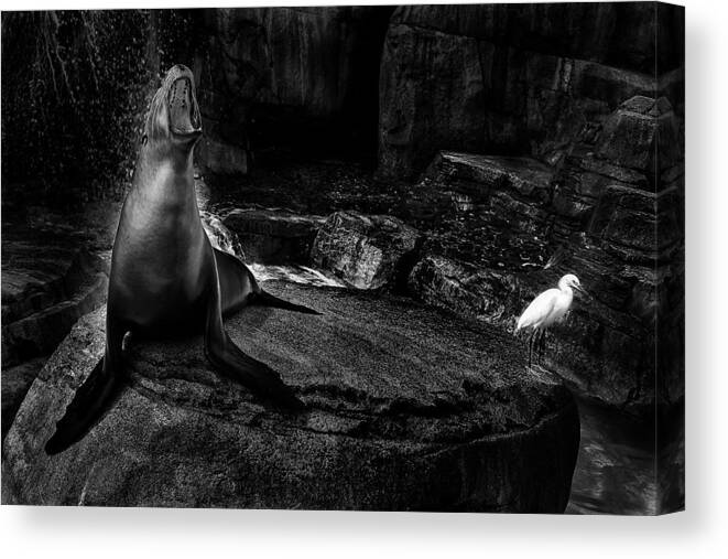Sea Lion Canvas Print featuring the photograph The Angry And The Quiet by Eric Zhang
